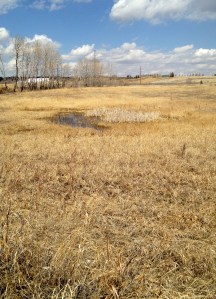 Looking North Looking North