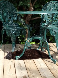 Marley the Great Cat