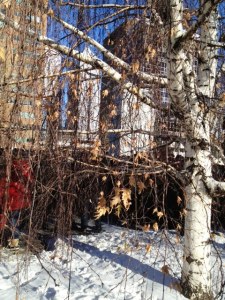 remembrance day 2013 2