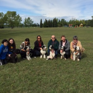 We are The Sheepadoodles