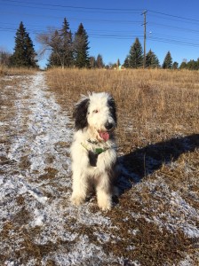 Beaumont at the park