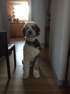 Beau showing off his Christmas hairdo