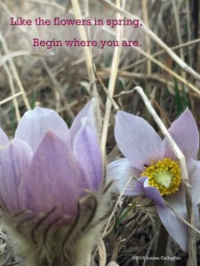 flowers in spring copy